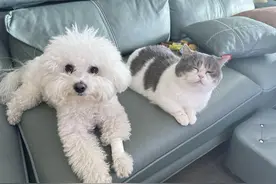 宠物狗坐着高铁来杭州了，今起10趟列车正式接受宠物托运图片