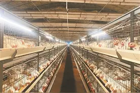 从“药罐子”到“无抗鸡”图片