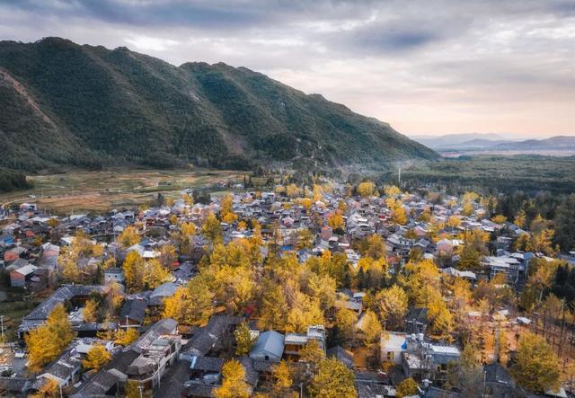 收藏！全国银杏观赏地图来了