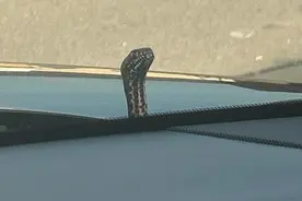 美国一女子路上开车时，引擎盖突然冒出蛇头图片