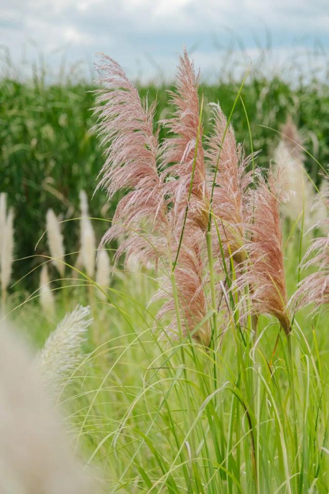 9月到滇池绿道草之桥，与蒲苇来一场浪漫邂逅