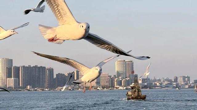 海上打卡“鱼鸣夕照”，黄岛“追鸥逐浪”航线邀您共赴金色浪漫