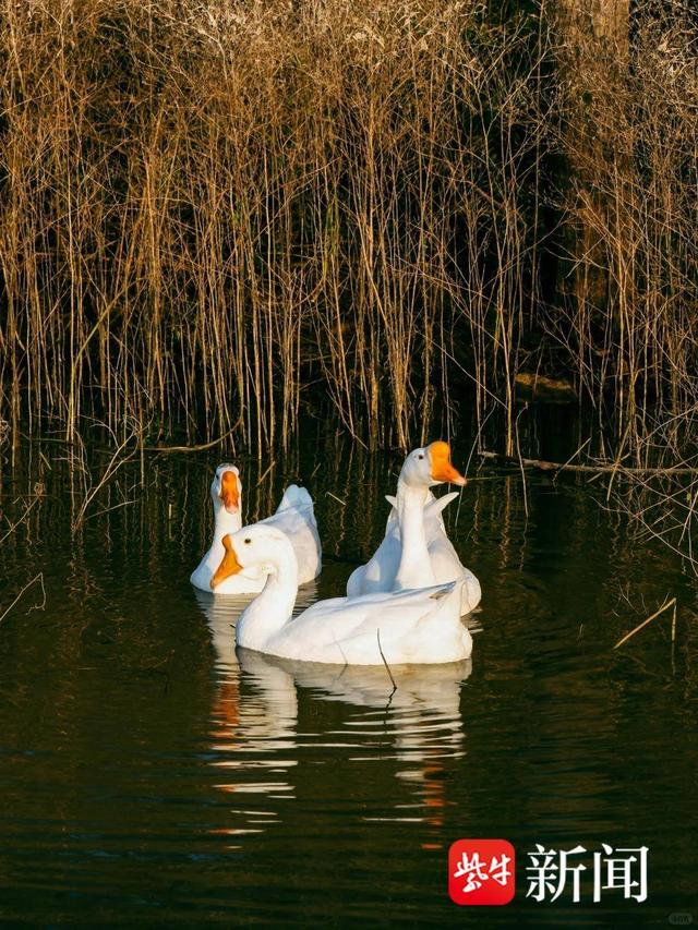 城边有片“红杉海”！海州园林水库解锁深秋生态休闲新方式