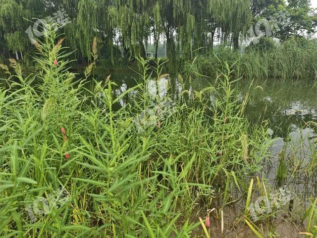别吃！寄生虫多达6000条！浙江一地大量出现，看到立刻上报
