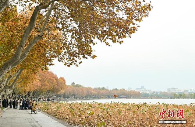 江南冬日 杭州西湖林木斑斓景色迷人