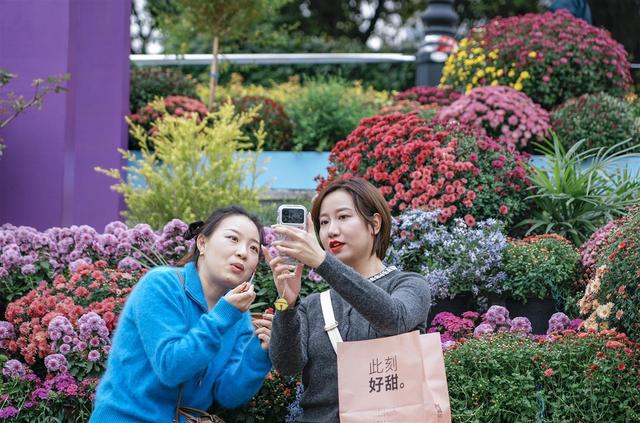 “巴公房子”立江畔，十大名菊传古韵！走过近70年的武汉菊展邀您来赏颜值品内涵