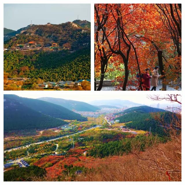 “泉”在济南享金秋——“一城山色·登山打卡”带你来赏红叶啦！