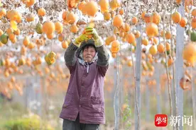 农户采收吊瓜子，特色种植助增收图片