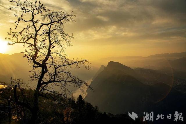 巴东：一树红柿暖初冬