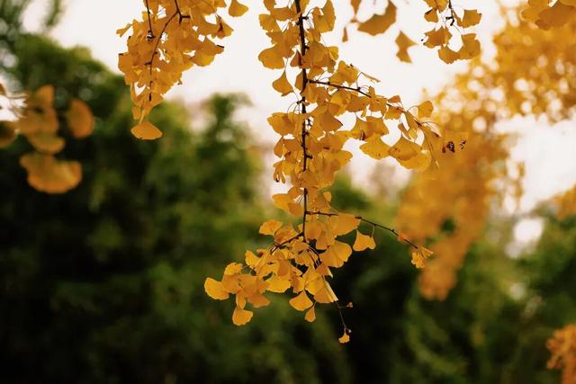 就是现在！大宁公园，美呆了！