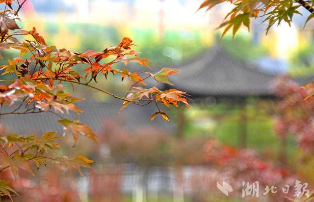 恩施市：山城冬韵秋色惹人醉