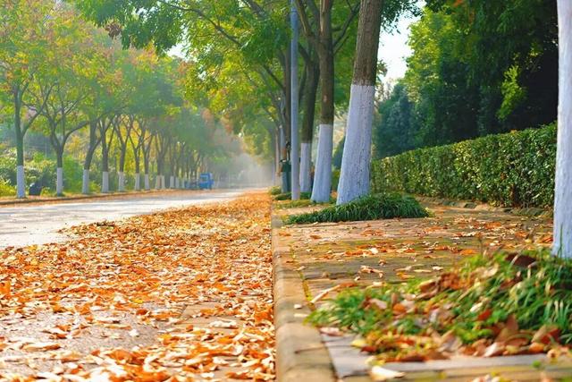 镇 江 开 启 浪 漫 模 式