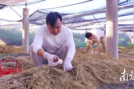 清新：禾云南社红松茸首迎采收季图片