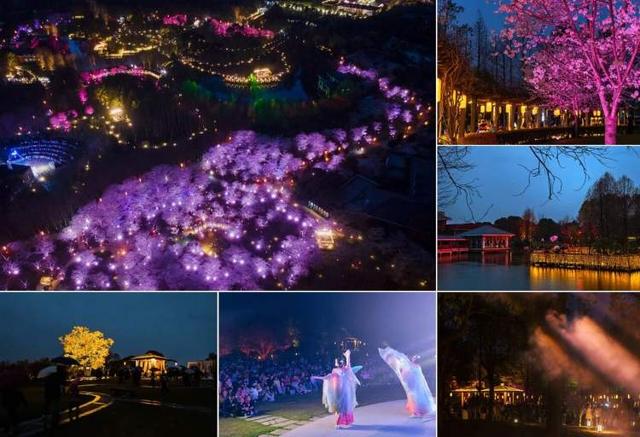 2026上海樱花节来了！3月9日持续至4月9日，看1.6万株樱花次第绽放，首推“景随花移”夜游新模式