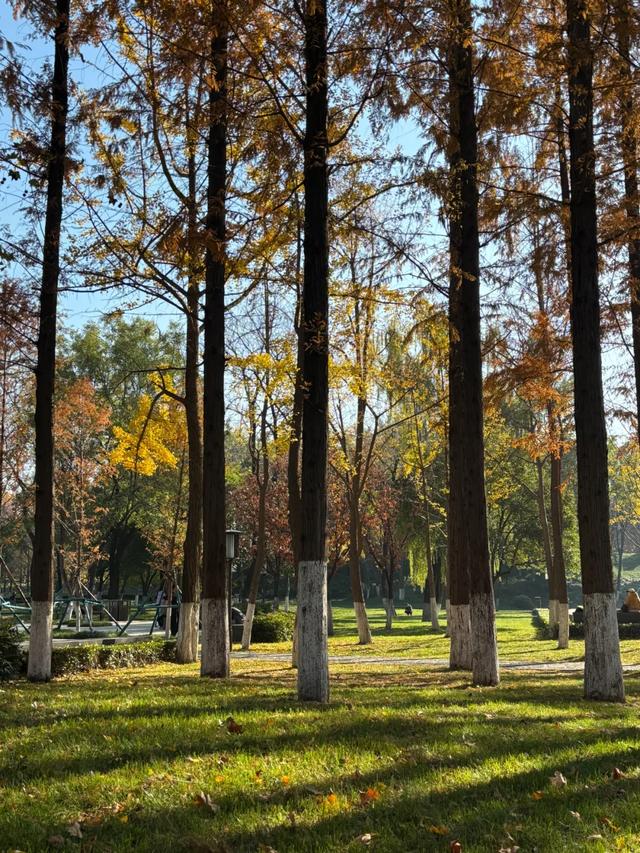 顶级美学!西安这4个园林,美到失语!