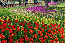 中山公园油画般的郁金香花海如何打造？园林科技人员讲述图片