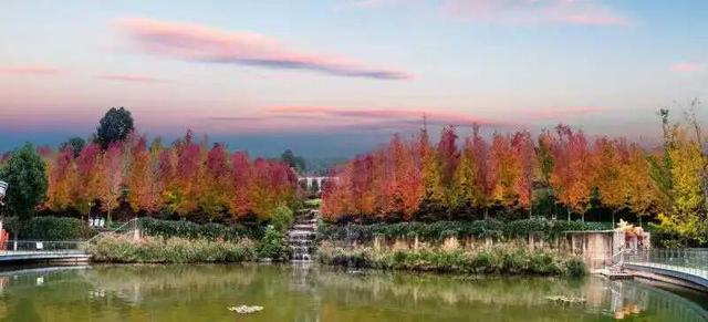 美上央媒！昆明红了！周末冲！打卡最美枫景去，超全攻略速收藏→