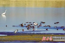 敦煌阳关湿地多项鸟类监测纪录被刷新图片