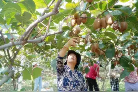 本土水果的“反击战”图片