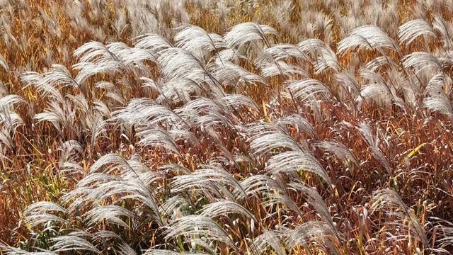 快出门！这些全是洛阳冬日限定！