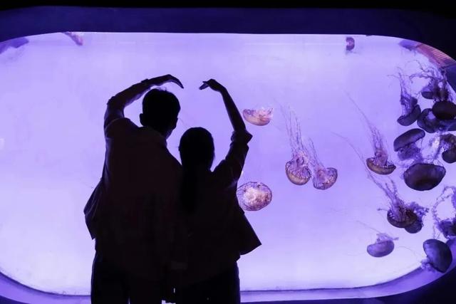 一张门票一日游，打包青岛冬日海底+海上精华的路线攻略来啦