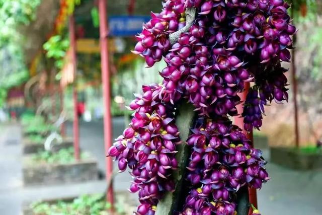 三水的秋天藏在这里！7个必去的研学打卡点，遛娃、学习、赏秋景全不误！