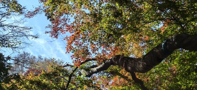 “枫情莫干，醉美深秋” 莫干山以红枫为媒邀客共赴秋日盛宴