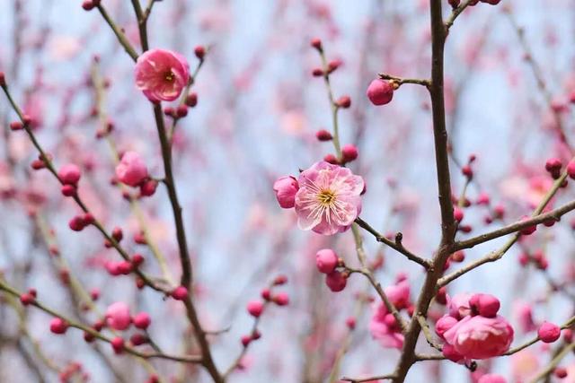 周末赏梅啦！推荐郑州这4个赏梅好去处，公交直达→