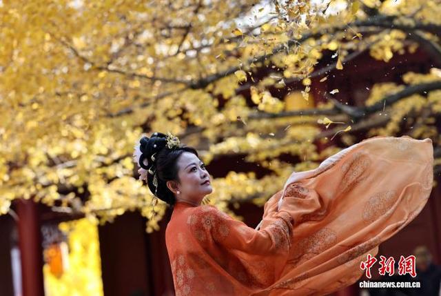 四川崇州：罨画池“金色”银杏引游人