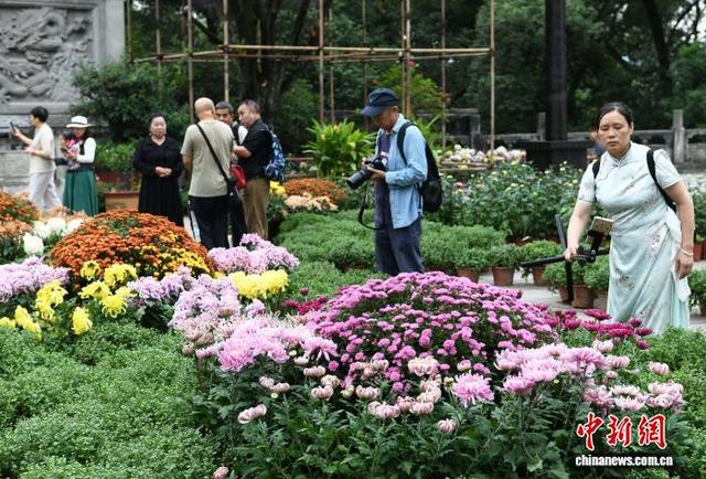 赏菊正当时 重庆华岩寺菊花展吸引市民打卡