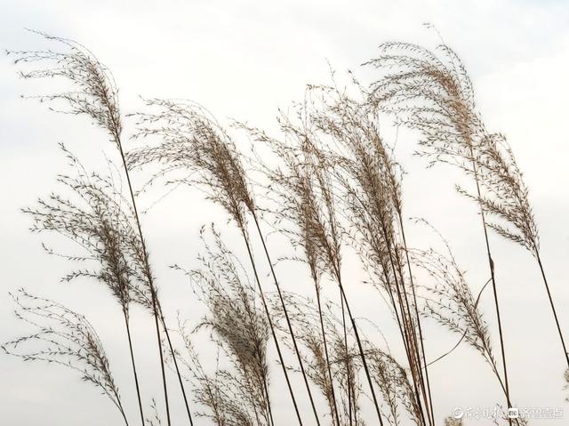 沂河岸边荻花开，如诗如画随风摆