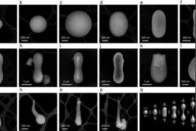 俄在中国采集的月壤中发现不寻常晶体 类似于金属铁图片