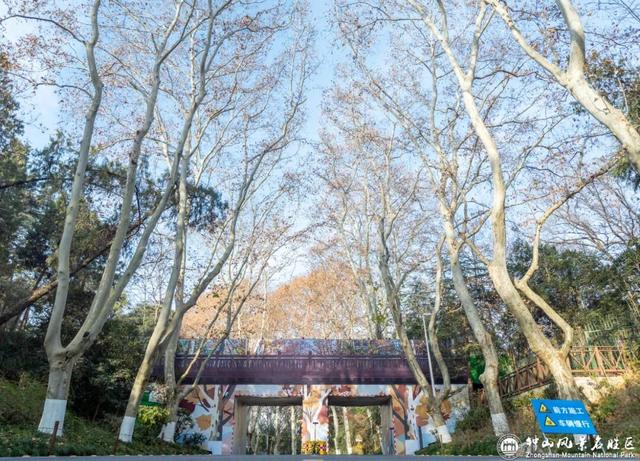 南京梧桐大道限定“皮肤”上线 ， 出片机位再升级