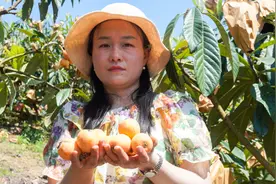 沿河和平街道：枇杷采摘尝鲜正当时图片