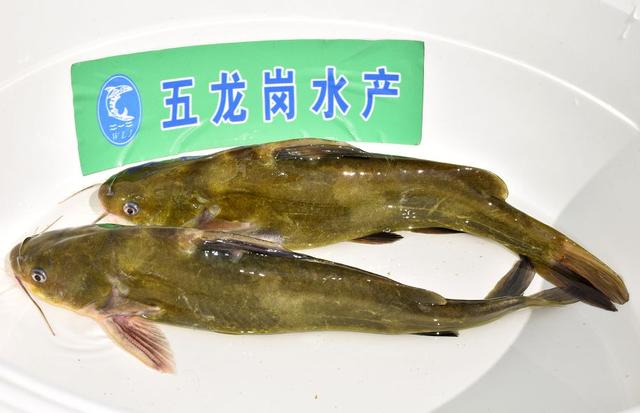 央视大片《珠江》里的花都⑤：山水滋养的田园至味