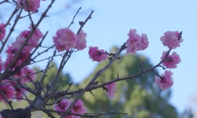 冬樱花、梅花、郁金香、虞美人......昆明最全赏花攻略请查收