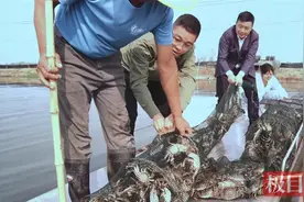 湖北应城：毛蟹竞相出水，唱响水产品牌图片