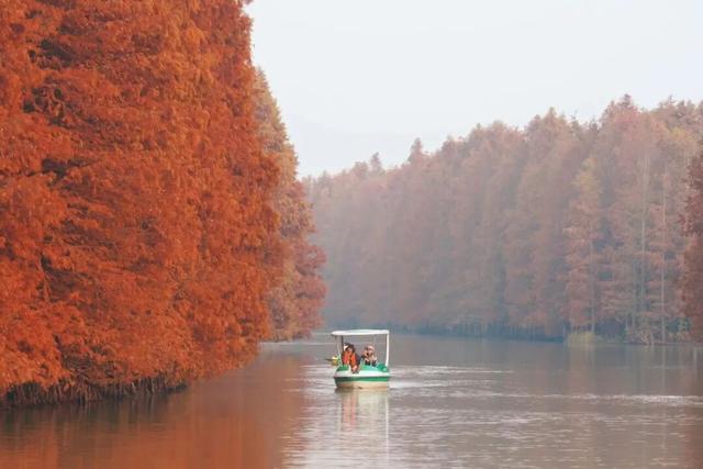红叶节+纸艺双年展+东方快车谋杀案，奉贤本周活动清单直接封神