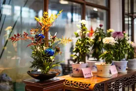 菊花明明色彩缤纷，为何要说人淡如菊？图片