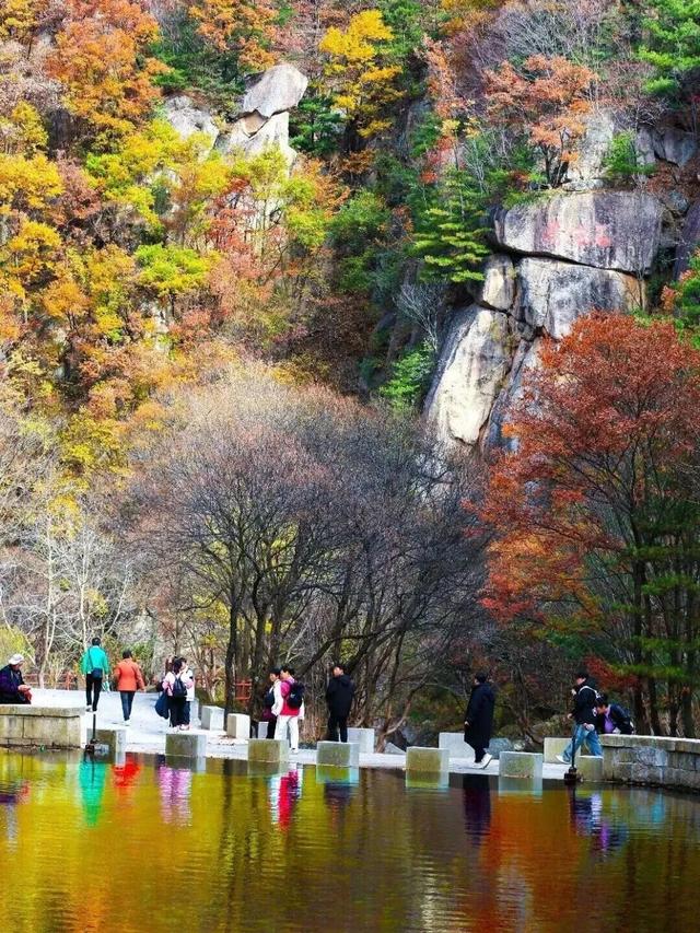 这里红叶进入“巅峰”，抓紧时间，真的会落！