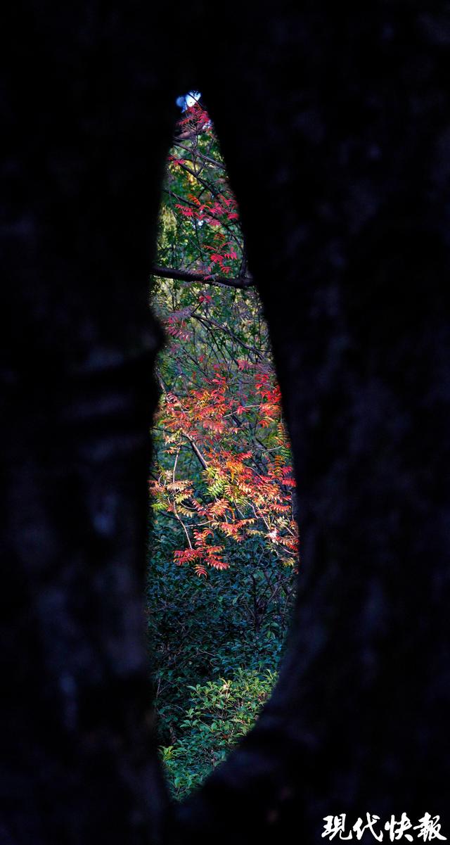 立冬遇秋浓，Citywalk解锁南京斑斓色