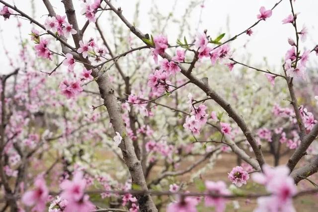 今天起，德阳将有一个新名字！