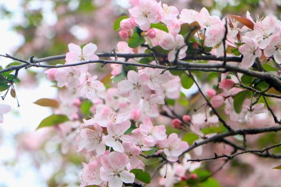 一步一繁花！郑州最适合Citywalk的春日赏花路线