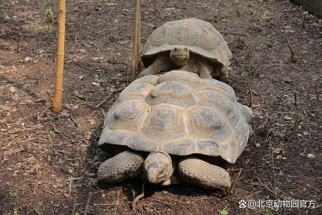 处暑游园暴击丨北京动物园【出暑限定】萌新顶流驾到！