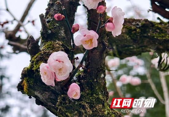 张家界国家森林公园：梅花怒放 风雪洗礼更加傲然