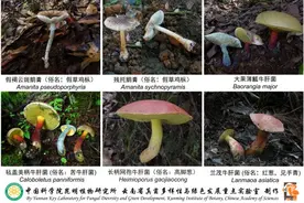 菌子飘香，安全食用图片