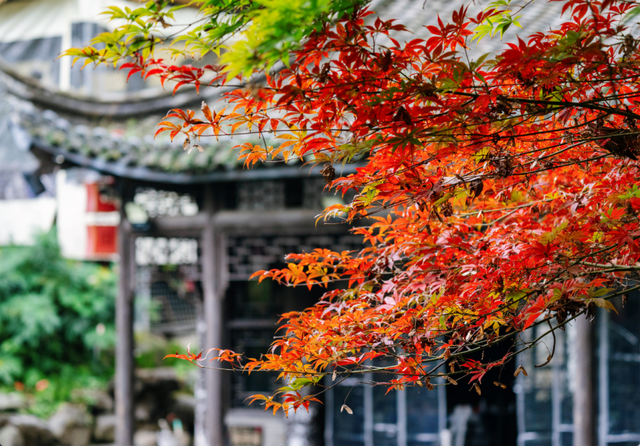 绝美！成都红枫进入最佳观赏期！线路来啦