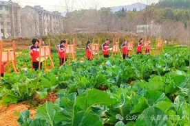 永泰县清凉中心小学：乐享劳动 “育”见丰收图片