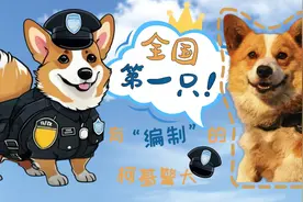 全国第一只！有“编制”的柯基警犬图片