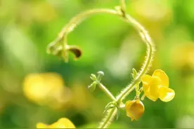 普洱江城：赤小豆花炒酸笋 唤醒冬日味蕾图片